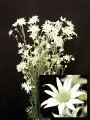 Actinotus helianthi Flannel Flower